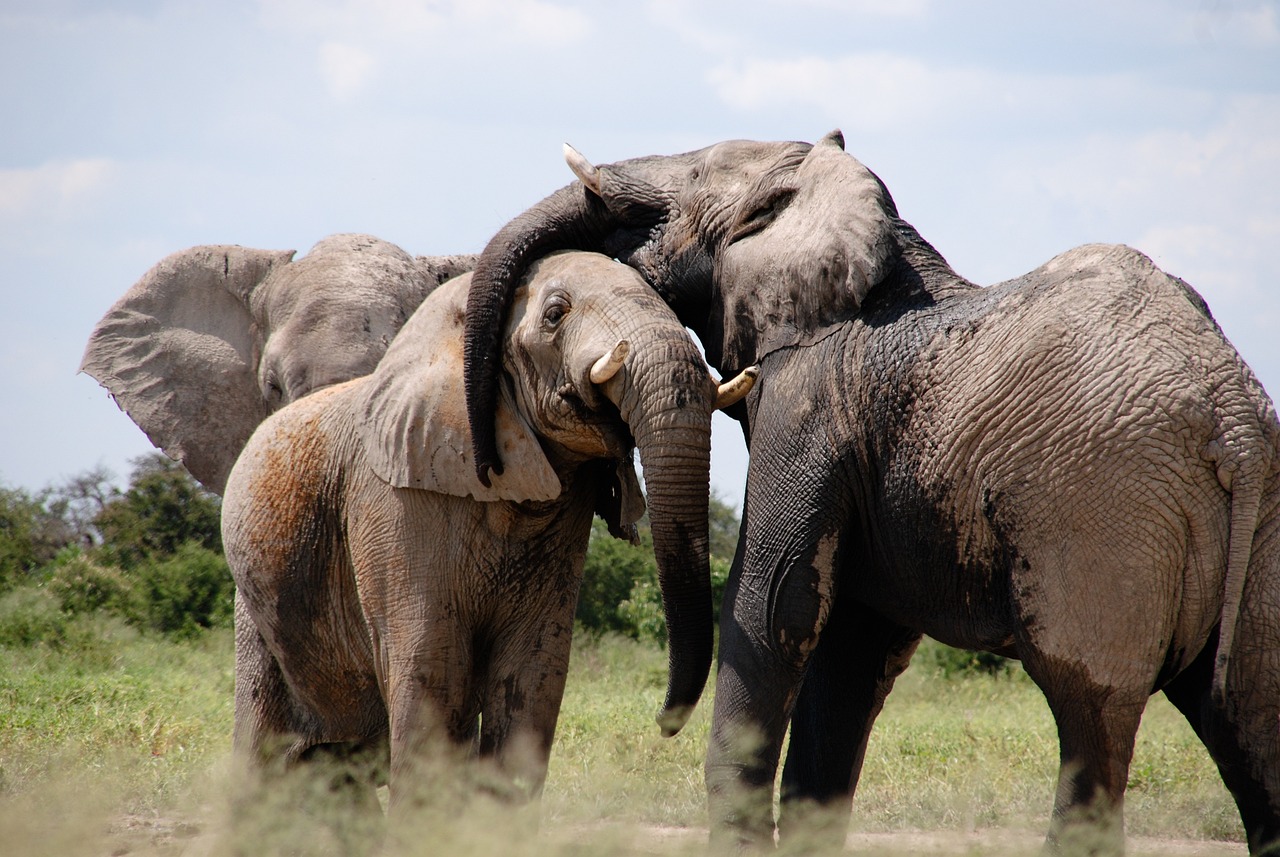 A herd of playful African elephants roaming the savanna in Botswana