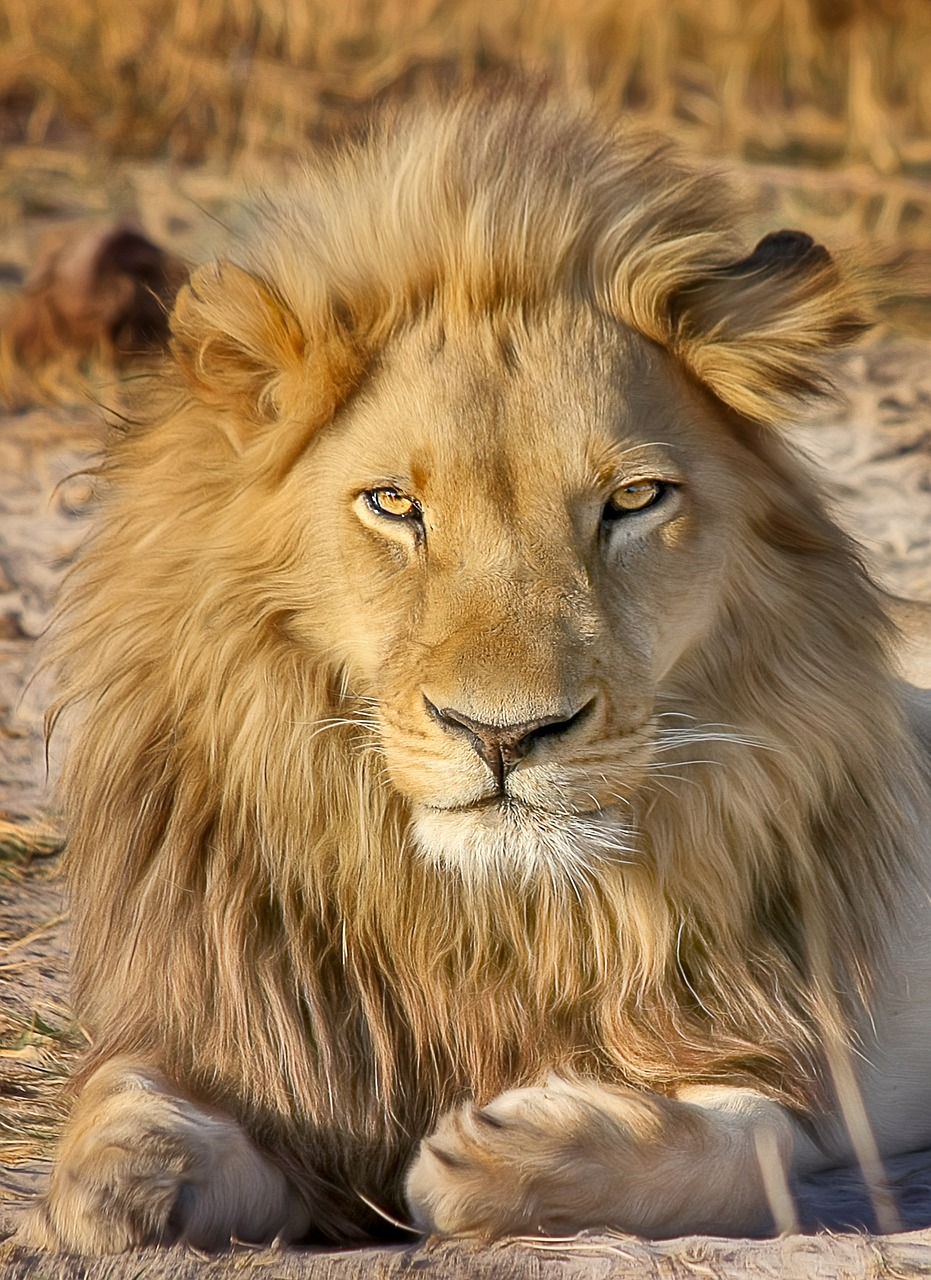 A majestic male lion with a thick mane in the wilds of South Africa