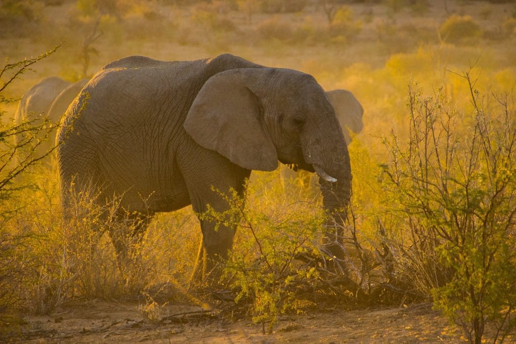 African elephant standing among golden savannah bushes at sunset