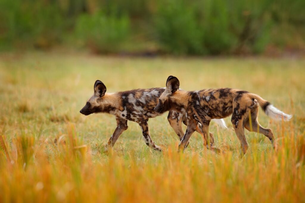 Two African wild dogs walking side by side in grassy plains